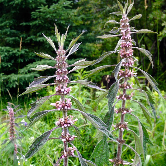 Motherwort, Official (Leonurus cardiaca)