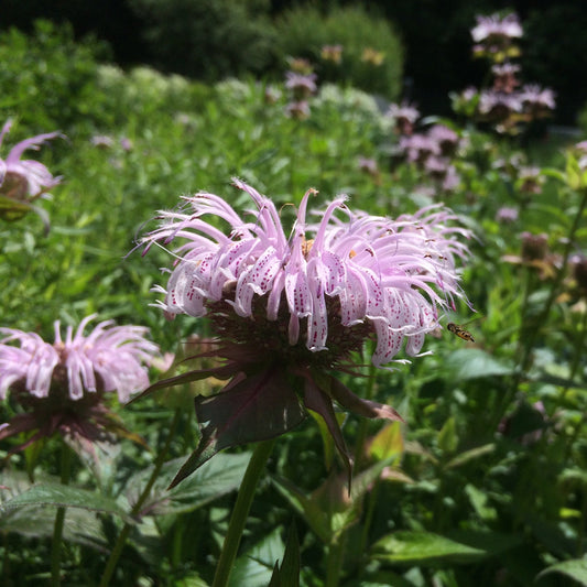 Bee Balm, Bradbury's (Monarda bradburiana)