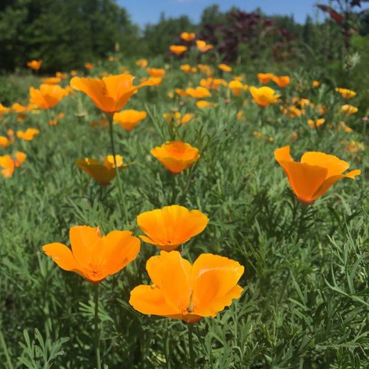 Poppy, California (Eschscholzia californica)