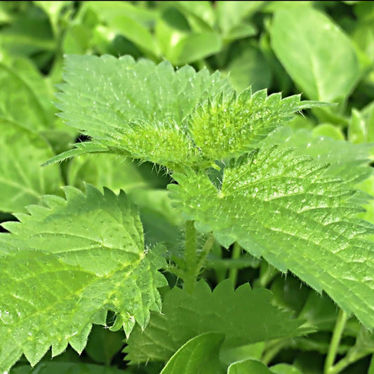 Nettles, Stinging (Urtica dioica)