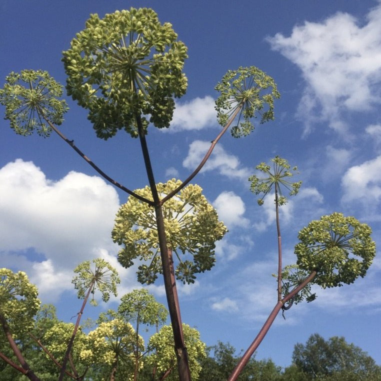 Angelica, Official (Angelica archangelica)