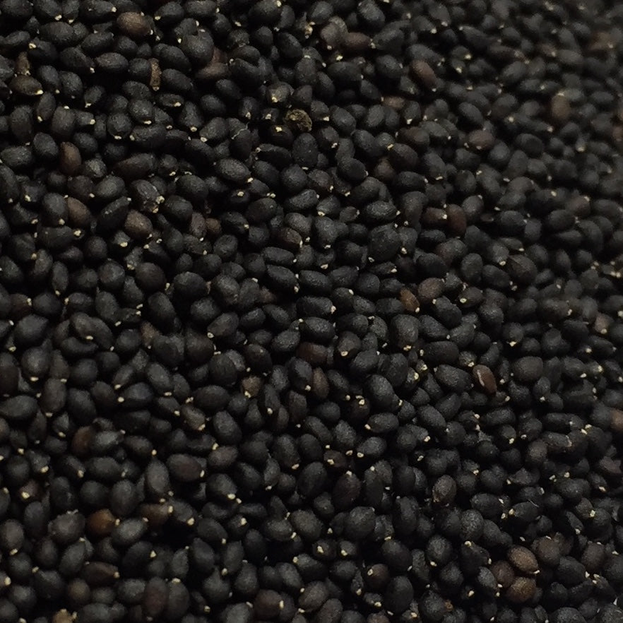 Tulsi, Temperate aka. Holy Basil (Ocimum africanum)