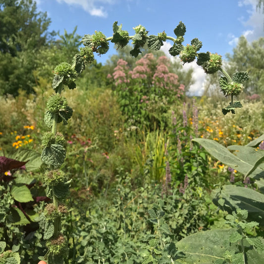 Horehound (Marrubium vulgare)
