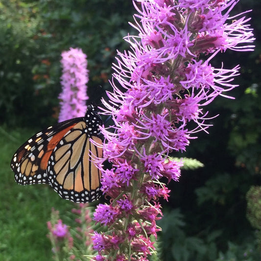 Blazing Star, Prairie (Liatris pycnostachya)