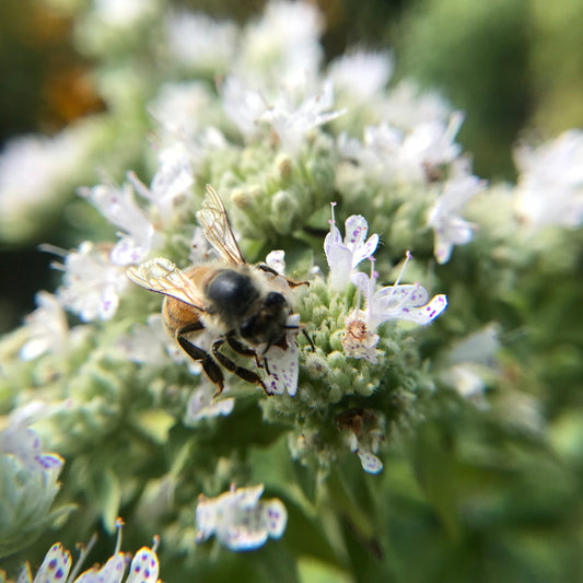 Mint, Mountain (Pycnanthemum virginianum)