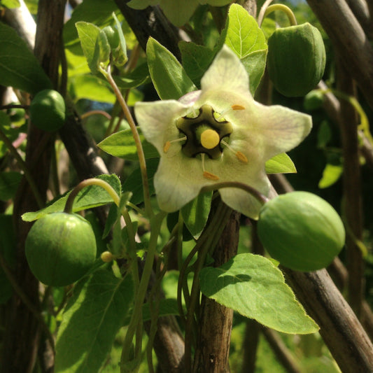 Codonopsis (Codonopsis pilosula)