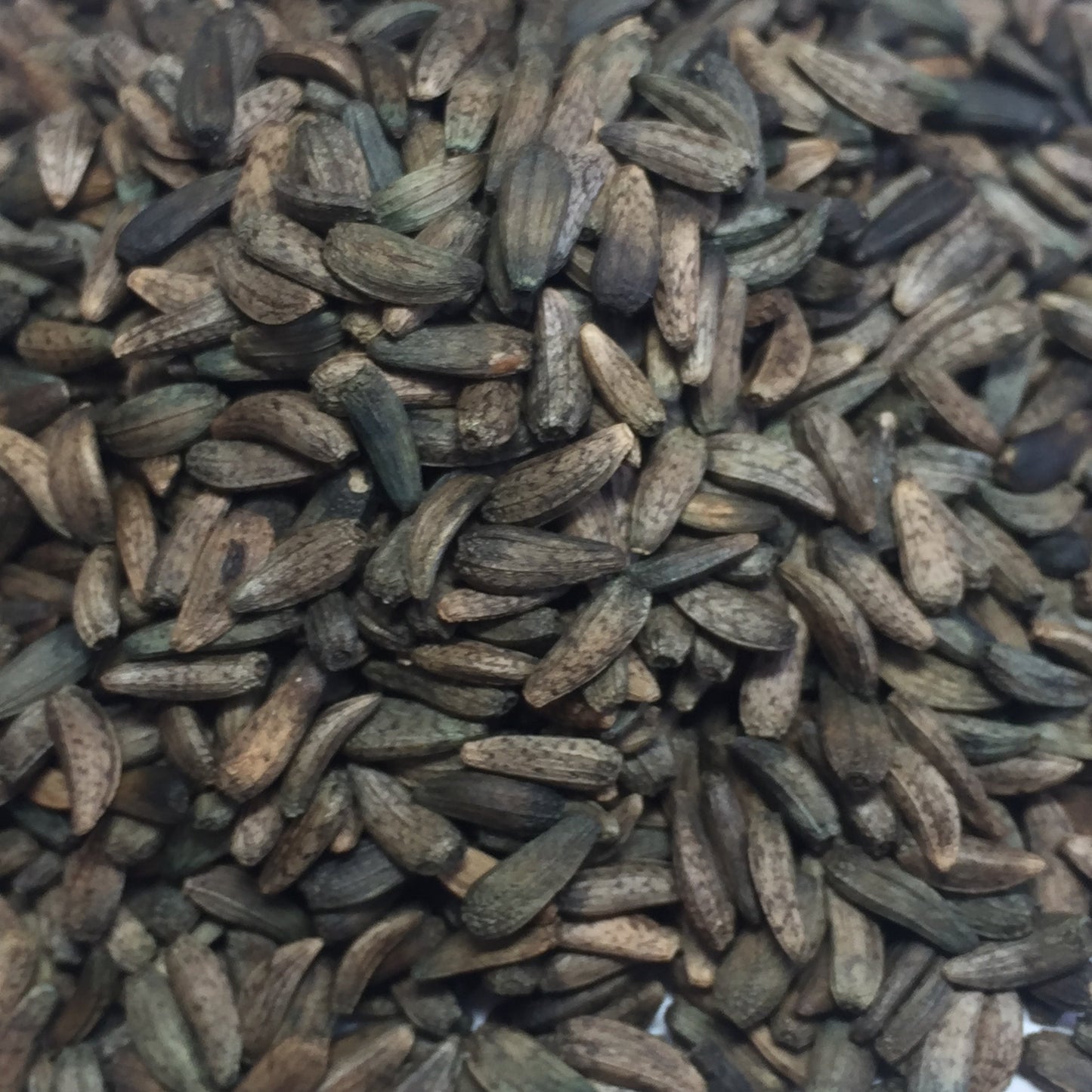 Burdock, Gobo (Arctium lappa)