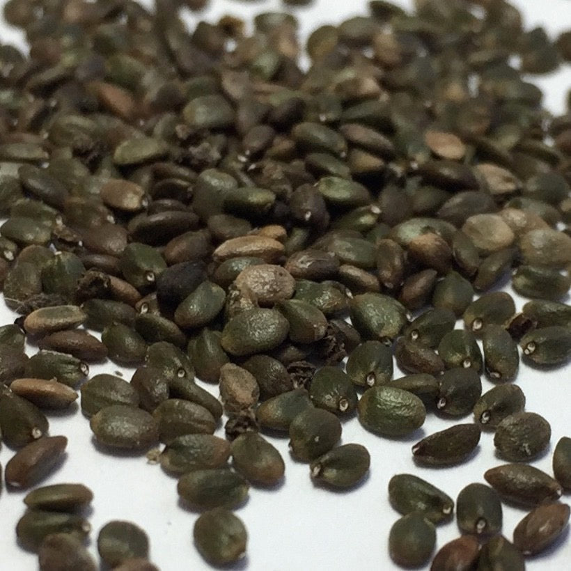 Sage, Dan-shen Gansu (Salvia przewalskii)