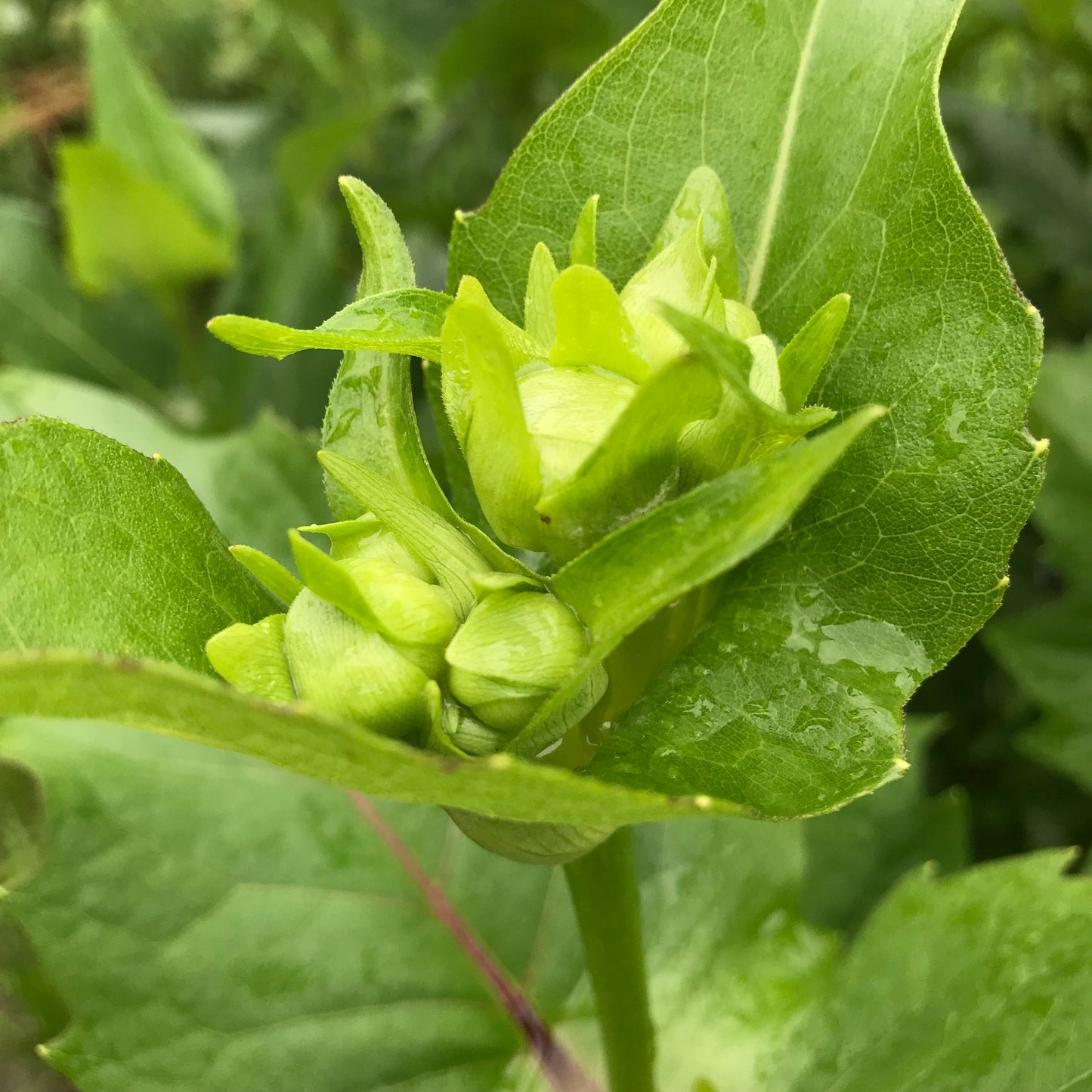 Cup Plant (Silphium perfoliatum)