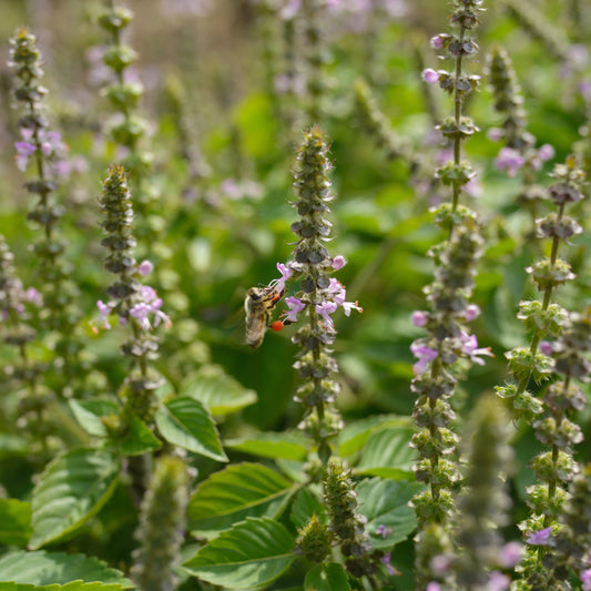 Tulsi, Temperate aka. Holy Basil (Ocimum africanum)