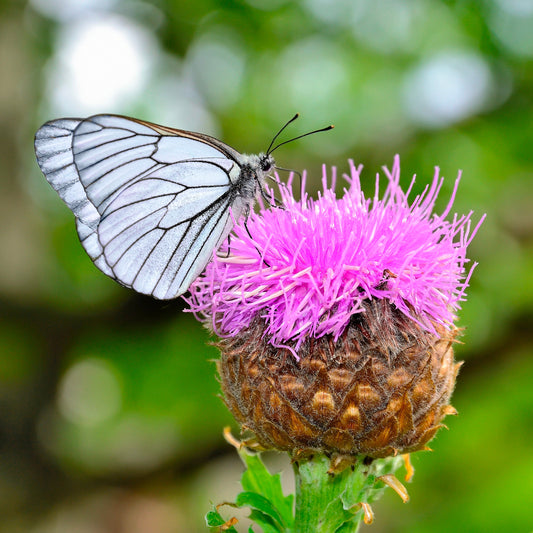 Maral Root (Rhaponticum carthamoides)