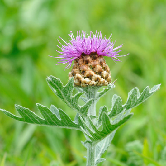 Maral Root (Rhaponticum carthamoides)