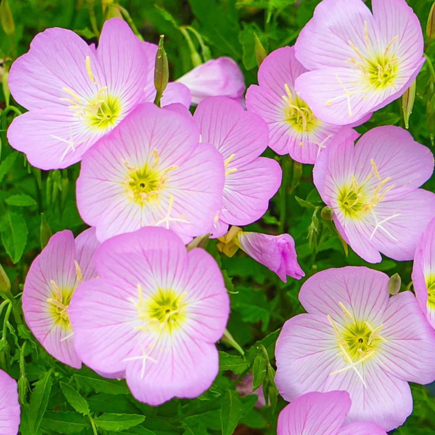 Primrose, Showy Evening (Oenothera speciosa)