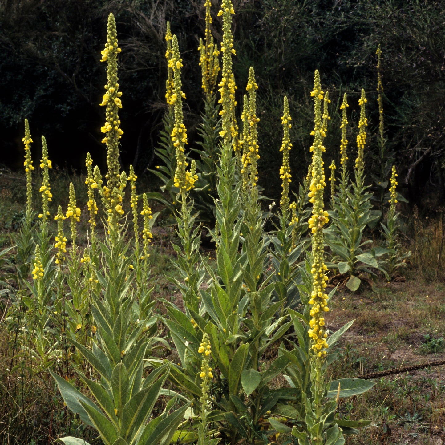 Mullein, Common (Verbascum thapsus)