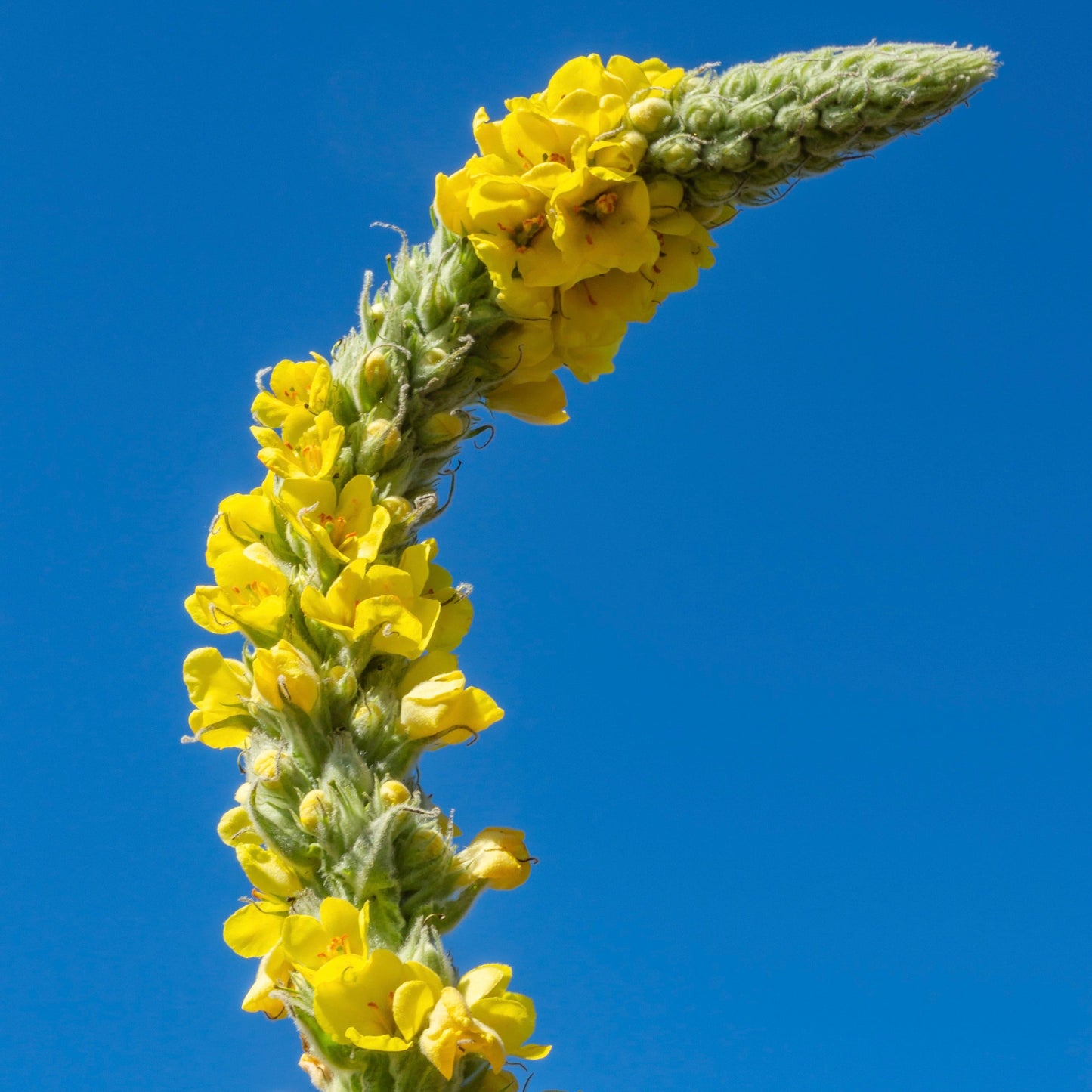 Mullein, Common (Verbascum thapsus)