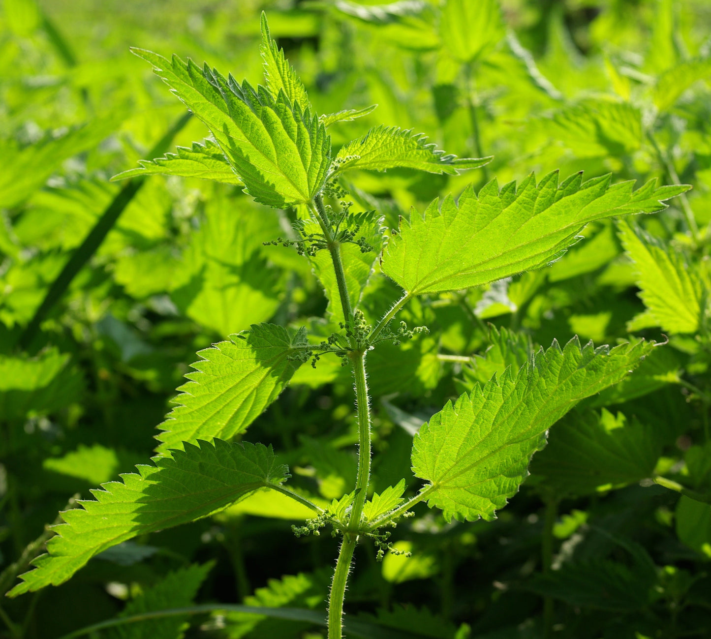 Nettles, Stinging (Urtica dioica)