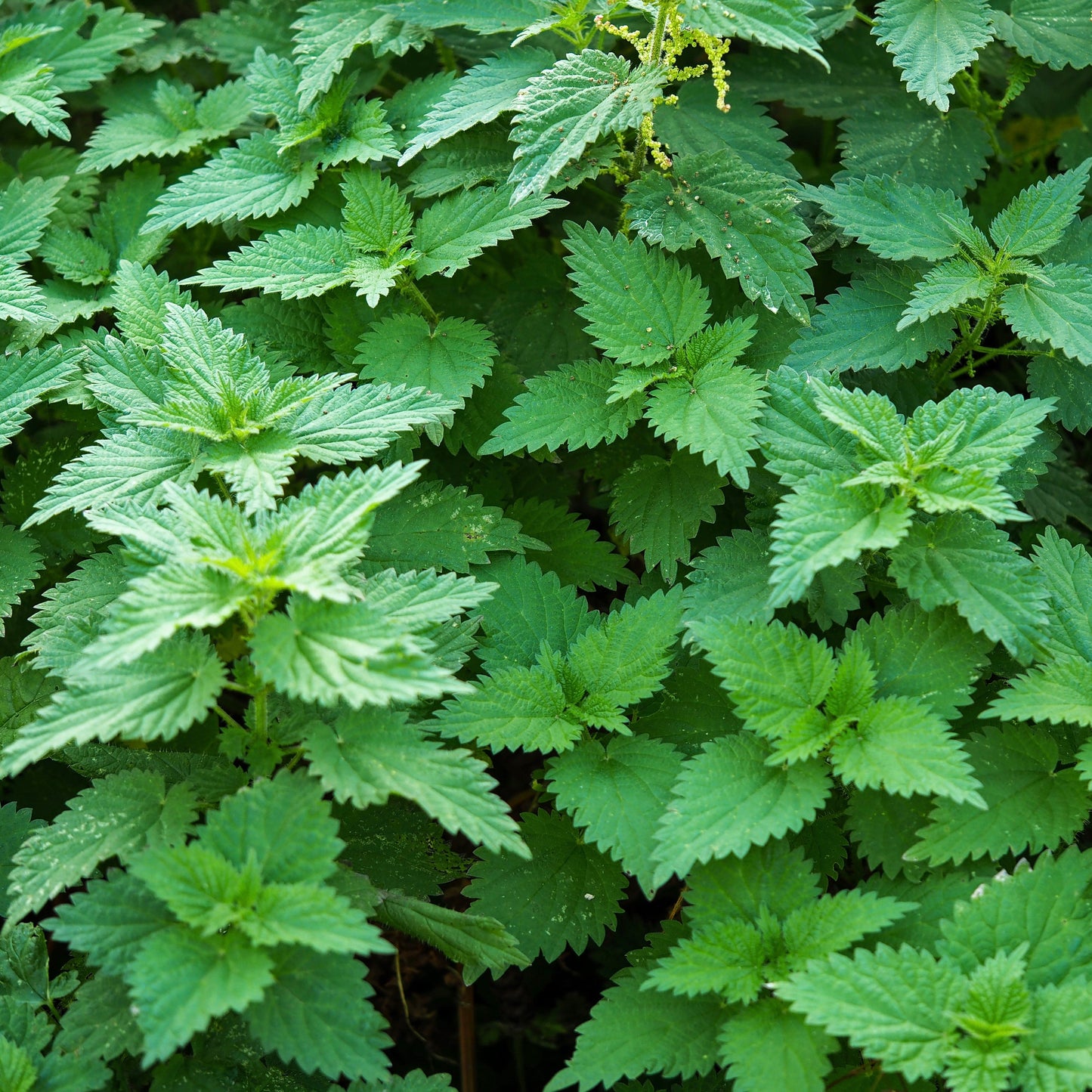 Nettles, Stinging (Urtica dioica)