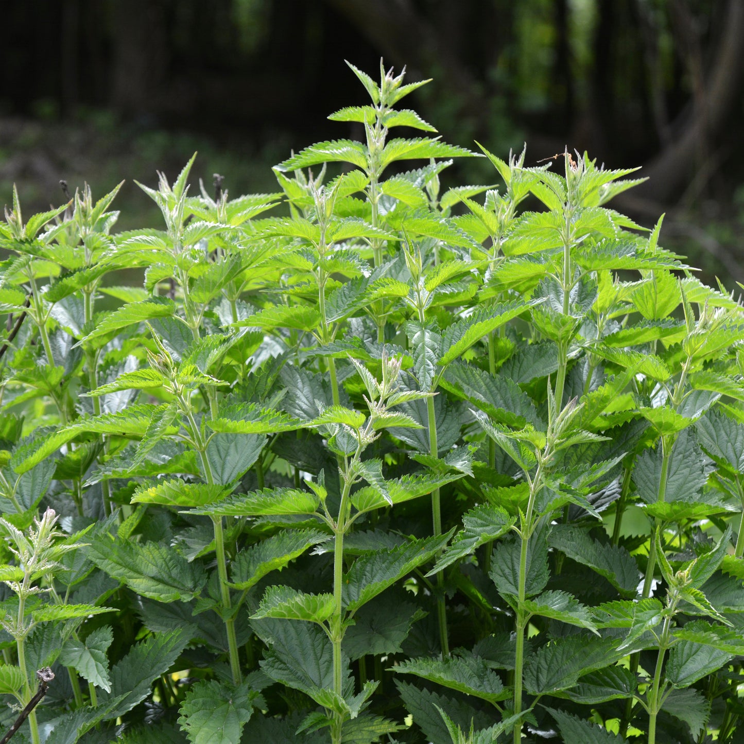 Nettles, Stinging (Urtica dioica)