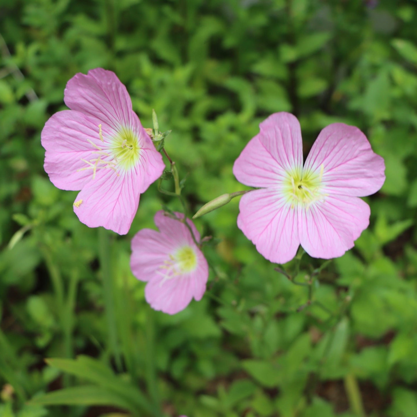 Primrose, Showy Evening (Oenothera speciosa)