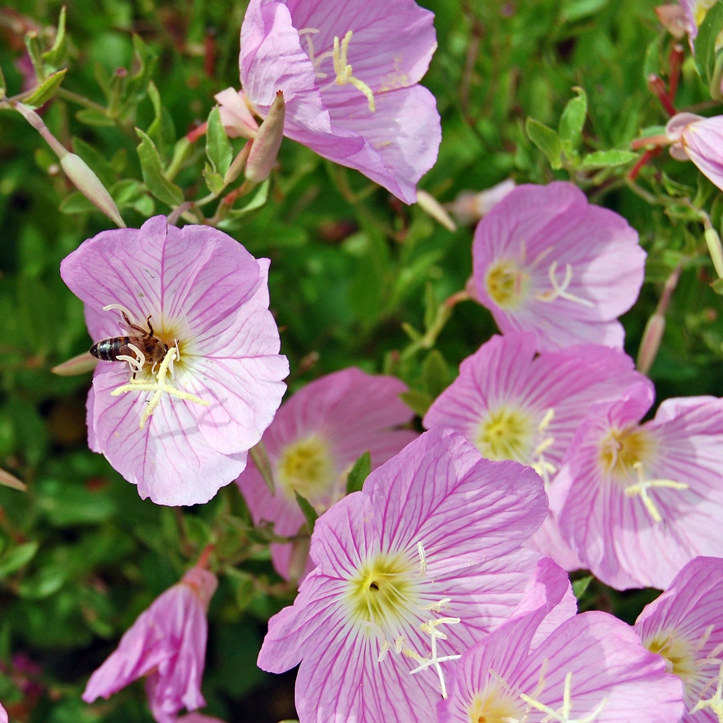 Primrose, Showy Evening (Oenothera speciosa)