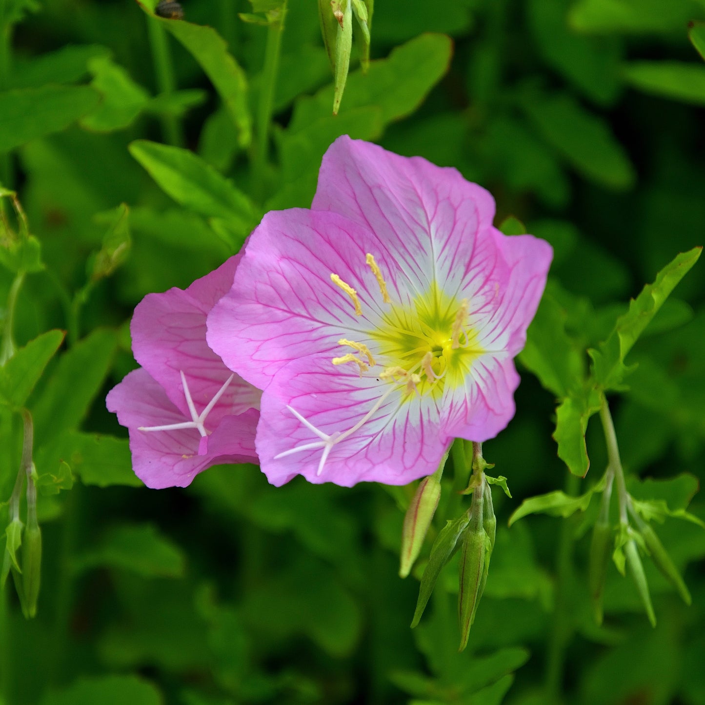Primrose, Showy Evening (Oenothera speciosa)