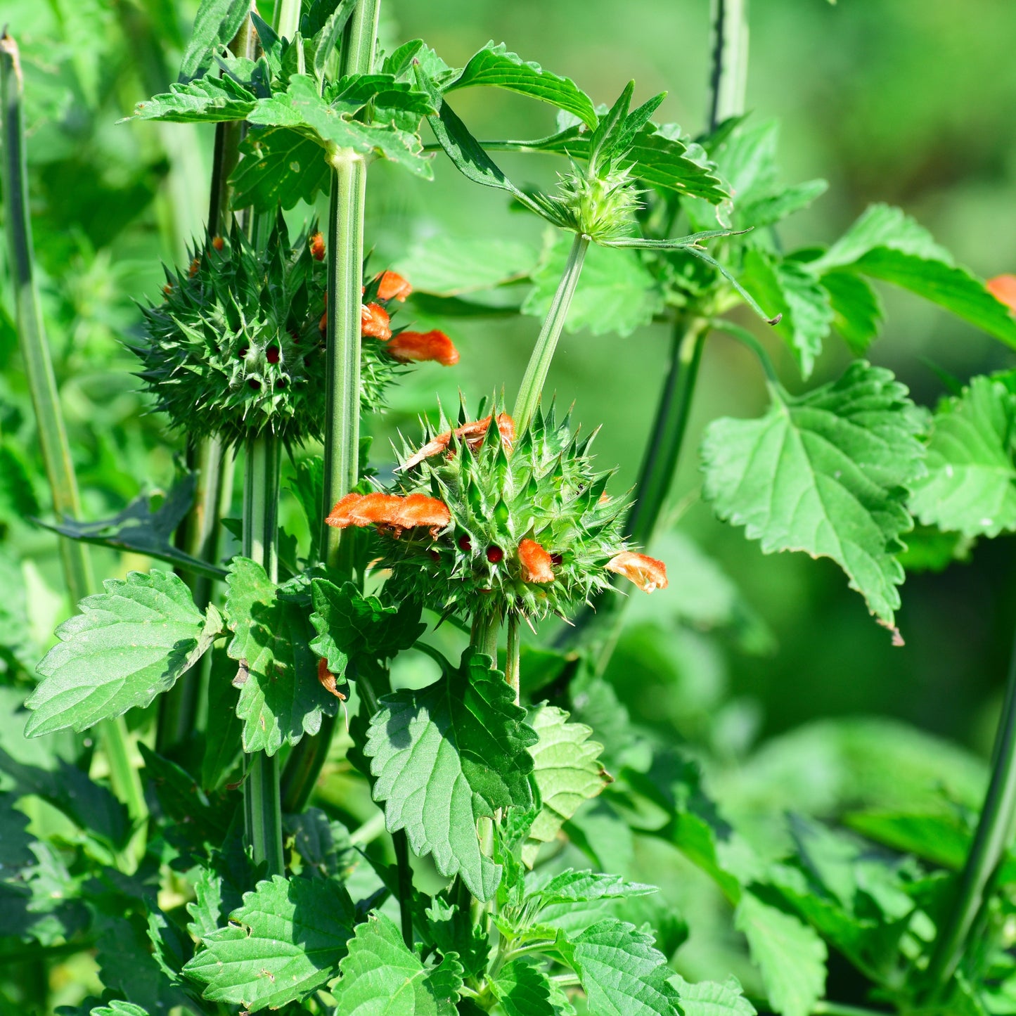 Cordao aka. Klip Dagga (Leonotis nepetifolia)