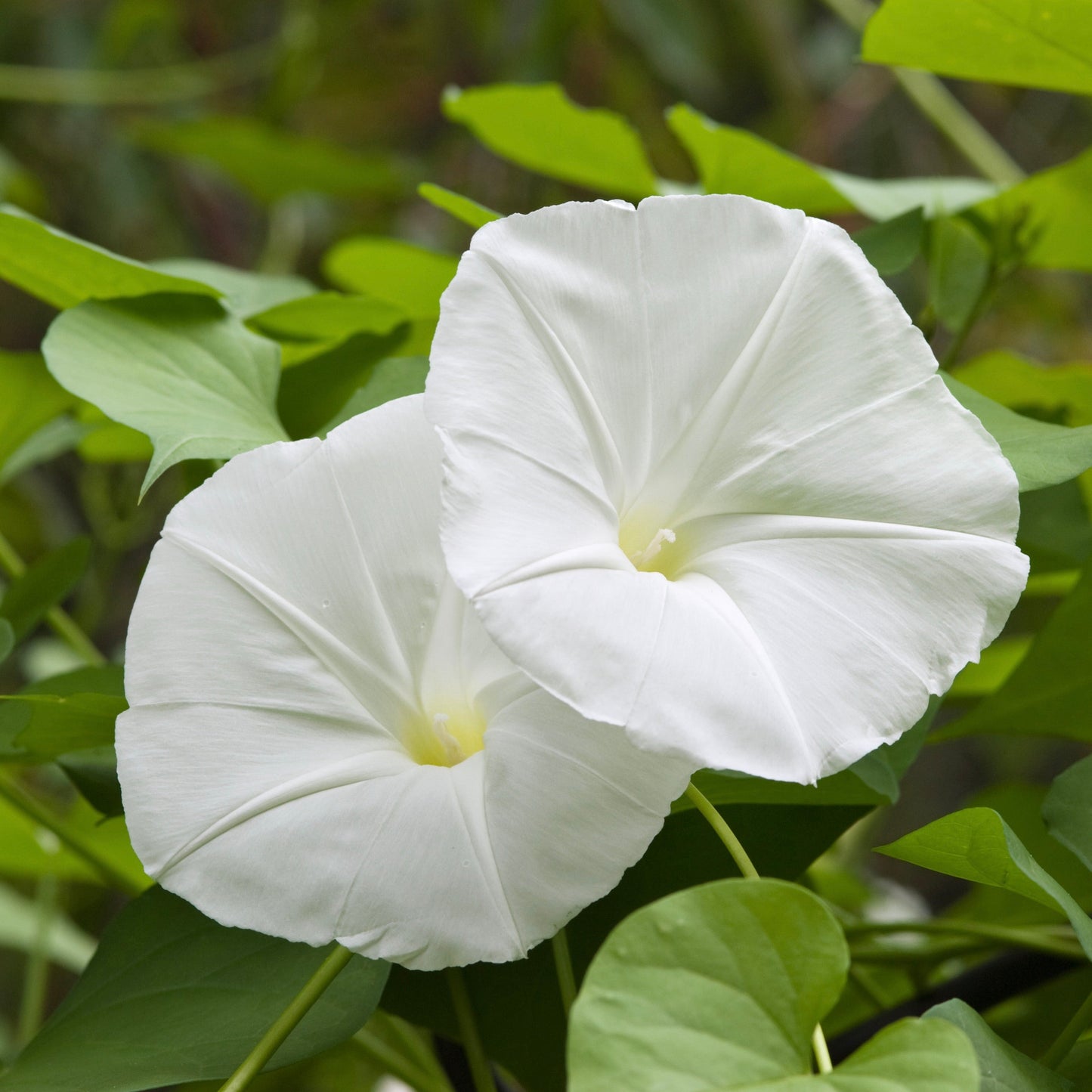 Moonflower, Giant (Ipomoea alba)