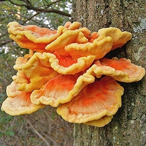 Chicken Of The Woods Mushroom Liquid Culture
