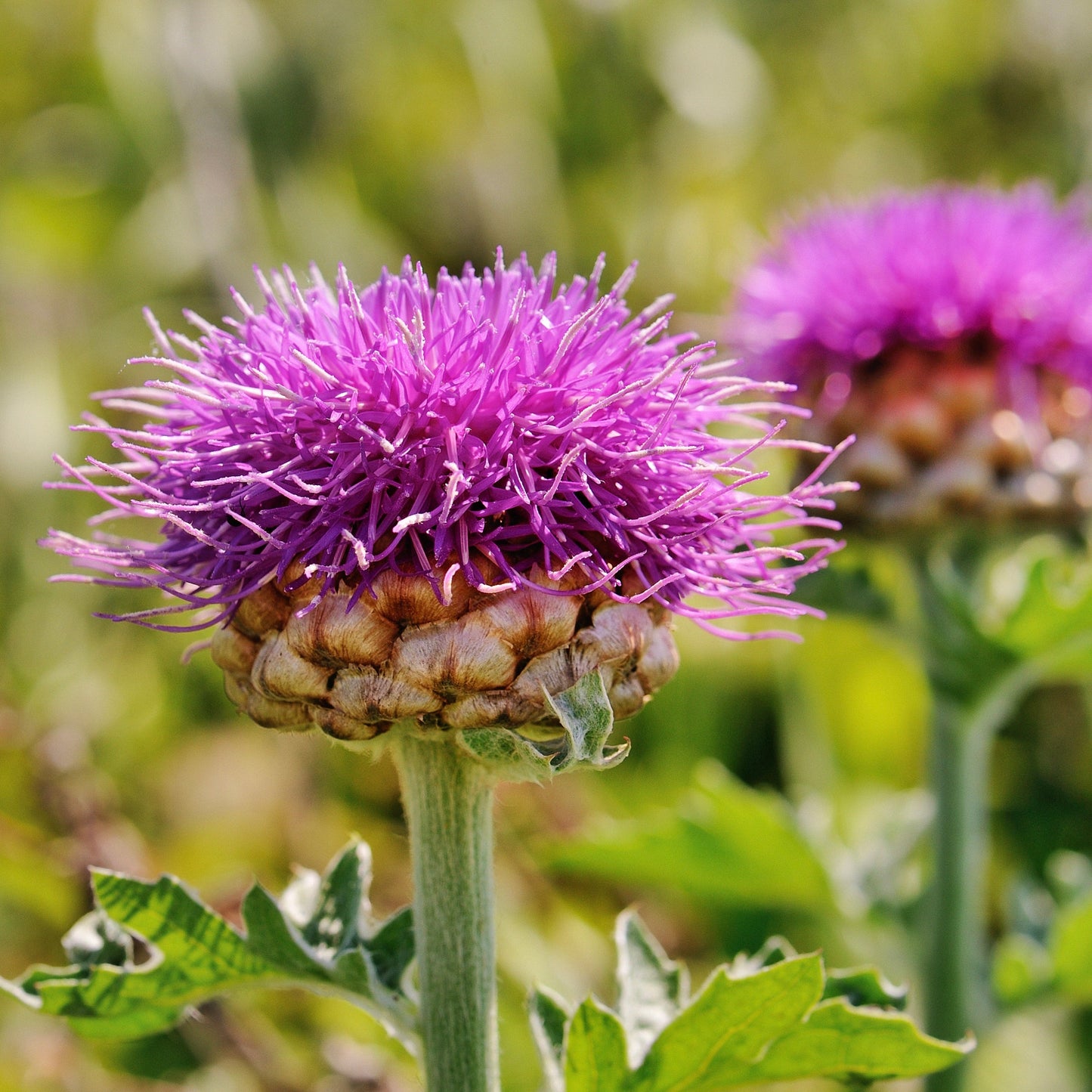 Maral Root (Rhaponticum carthamoides)