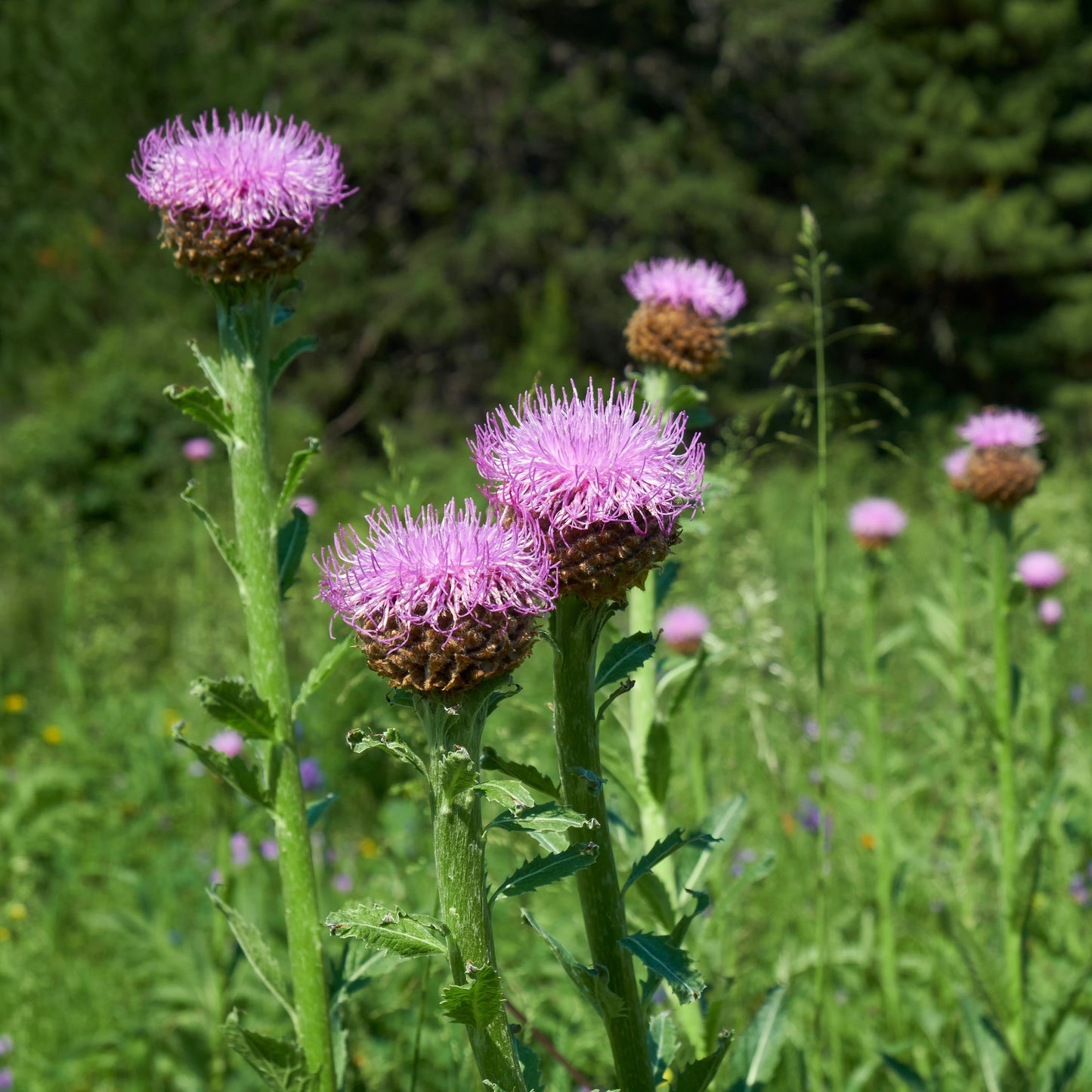 Maral Root (Rhaponticum carthamoides)