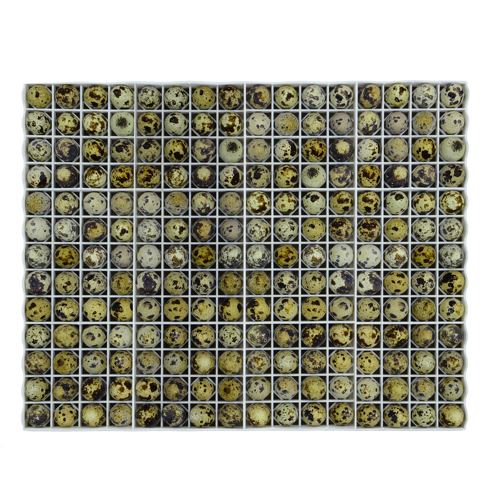 Egg Setter Tray - Quail - 208 Eggs