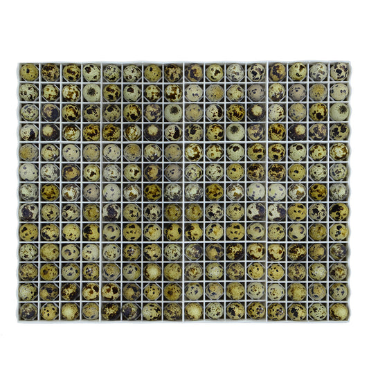 Egg Setter Tray - Quail - 208 Eggs