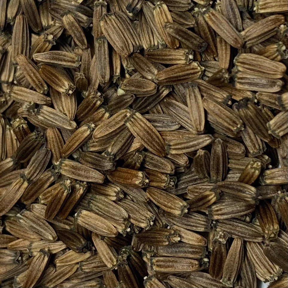 Teasel, Common (Dipsacus fullonum)