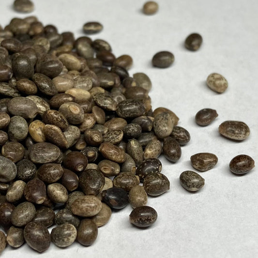 Lupine, Wild (Lupinus perennis)