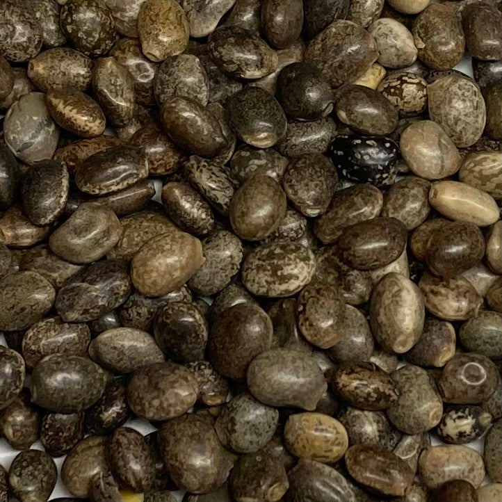 Lupine, Wild (Lupinus perennis)