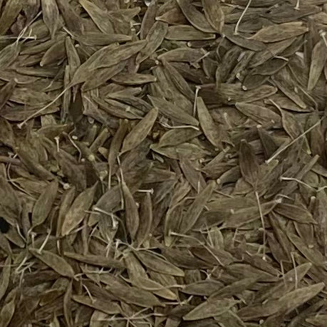 Lettuce, Prickly (Lactuca serriola)