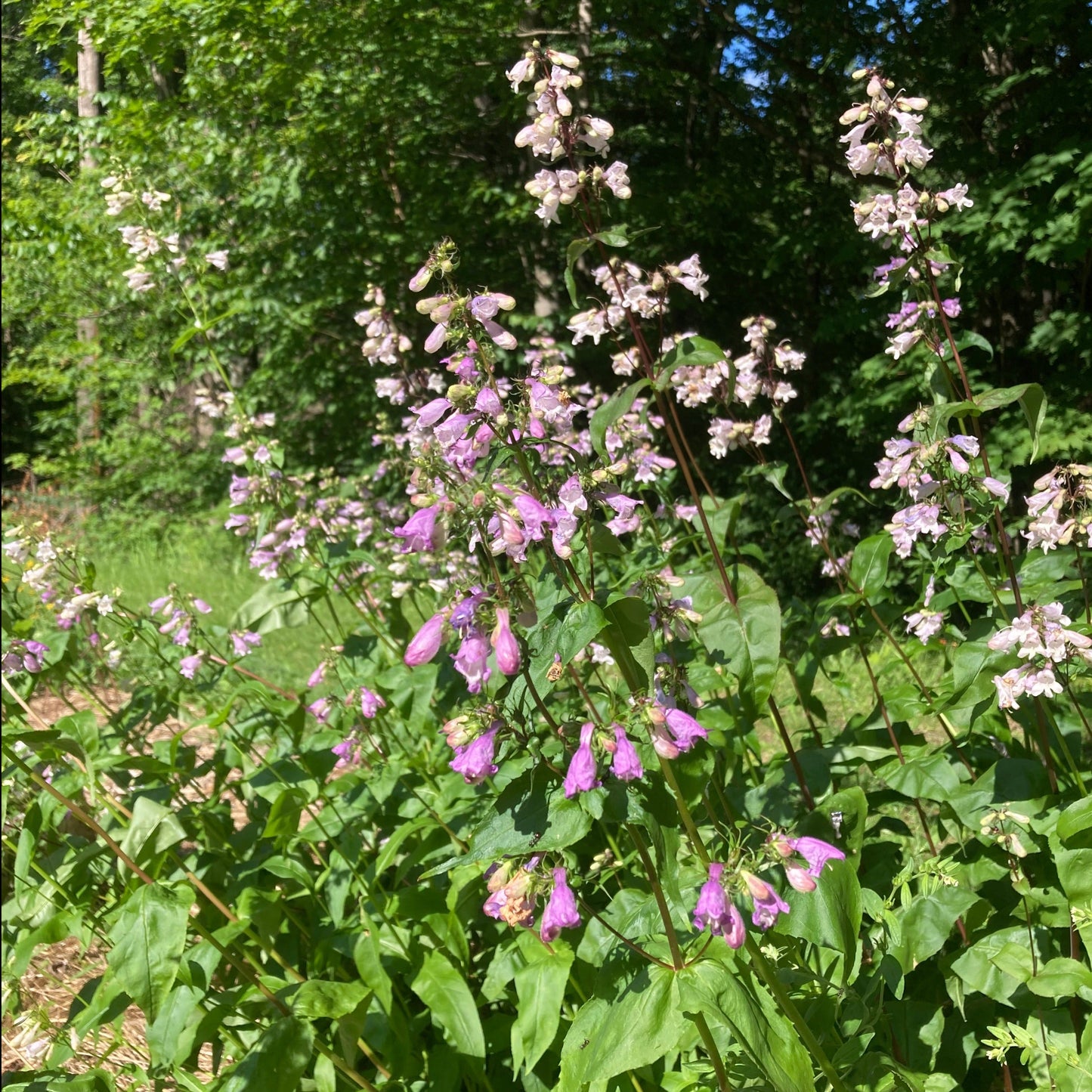 Penstemon, Smooth aka Beardtongue (Penstemon digitalis)