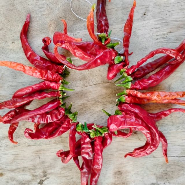 Ring O' Fire Cayenne