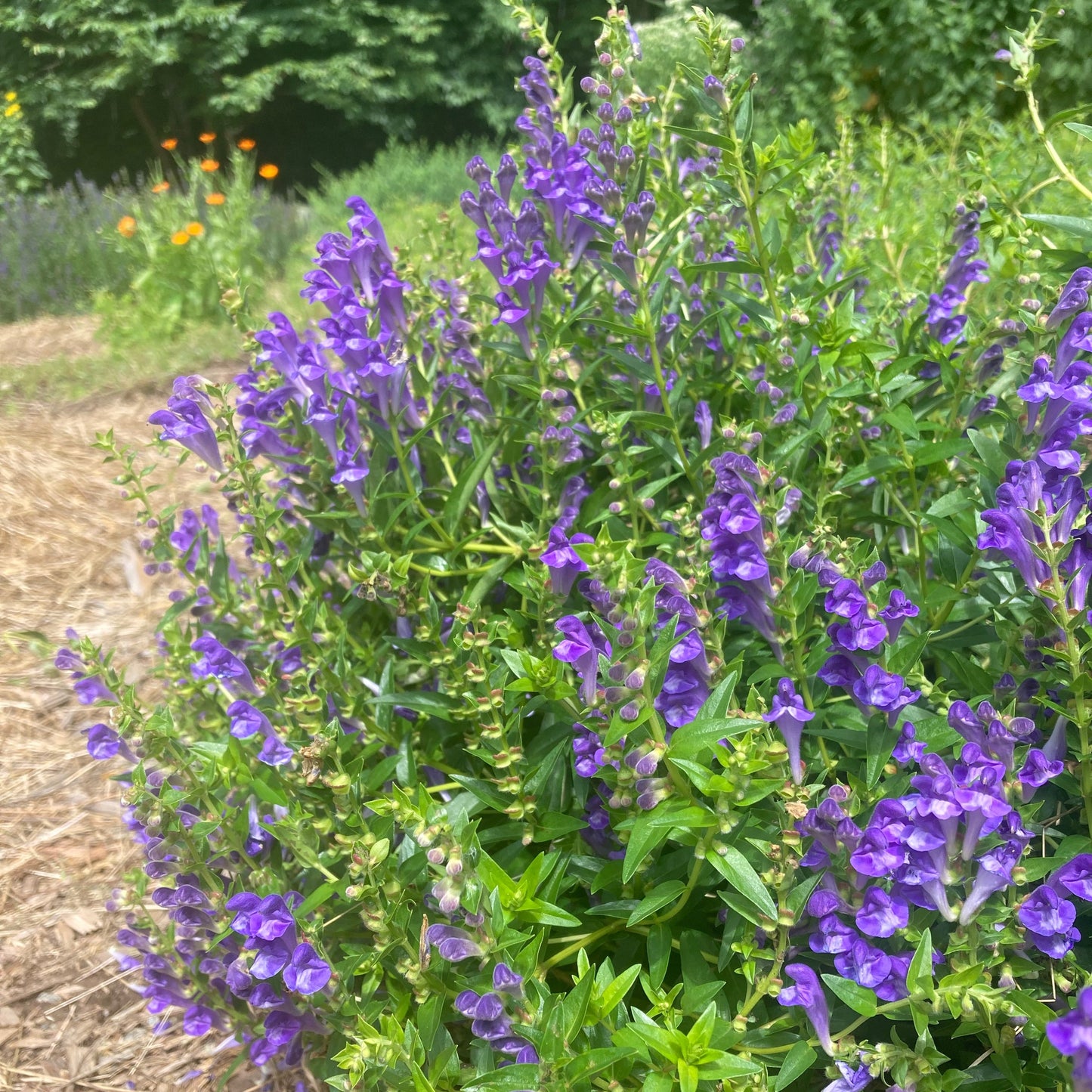 Skullcap, Baical (Scutellaria baicalensis)