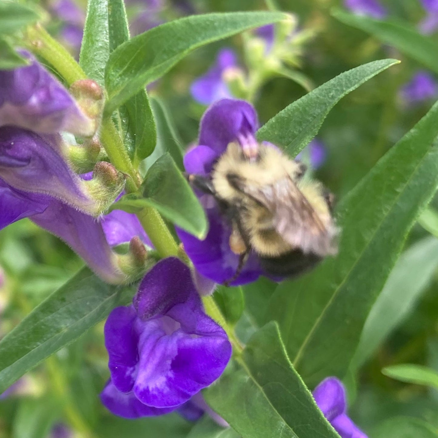 Skullcap, Baical (Scutellaria baicalensis)
