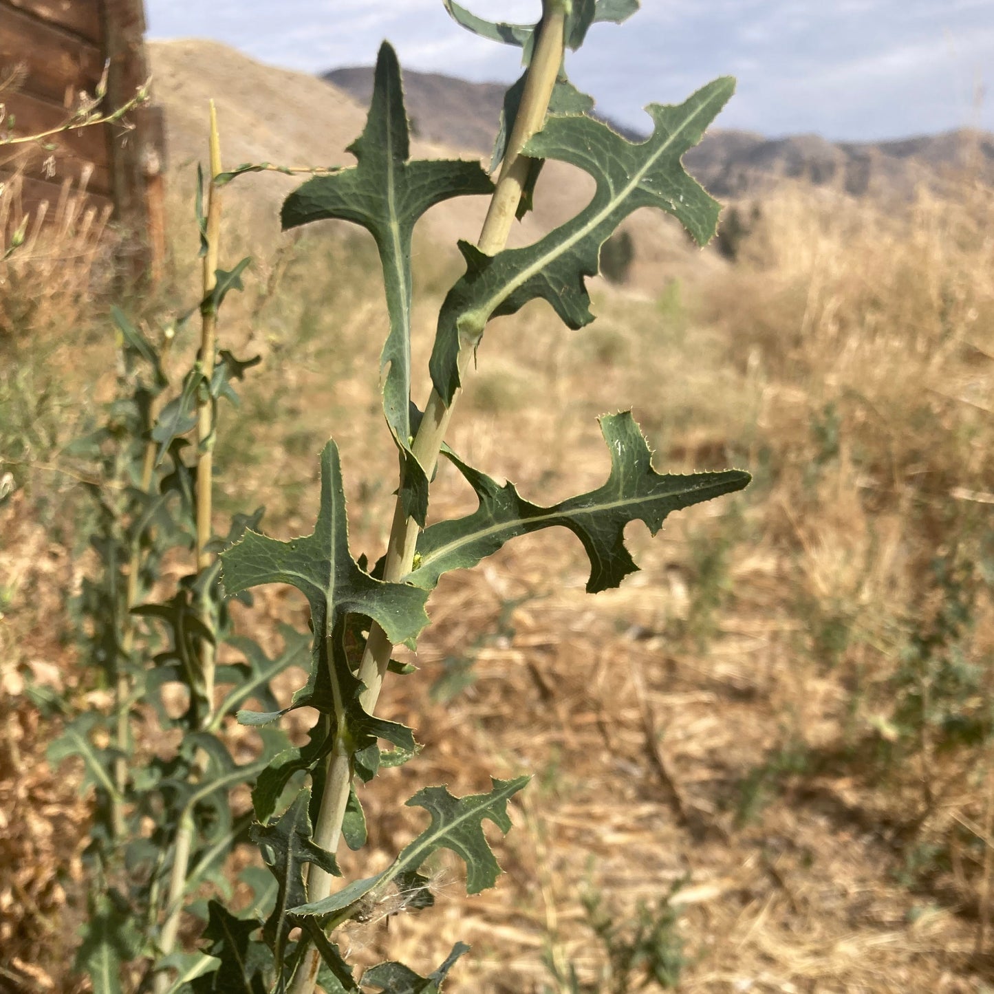 Lettuce, Prickly (Lactuca serriola)