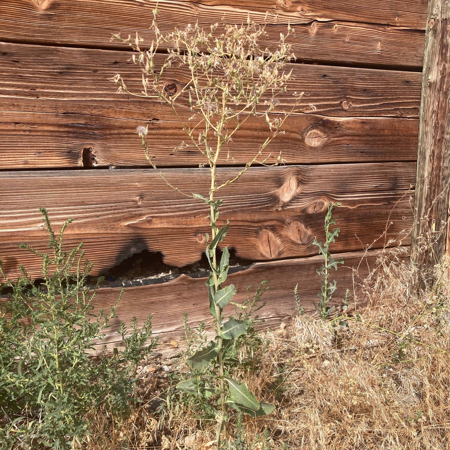 Lettuce, Prickly (Lactuca serriola)