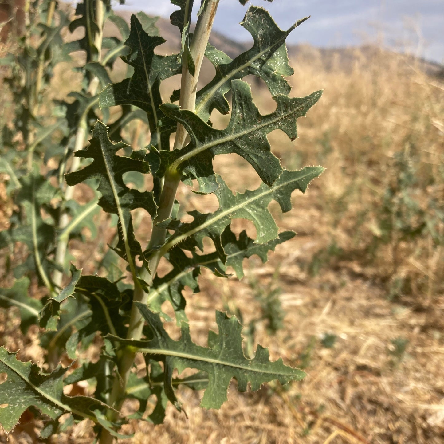 Lettuce, Prickly (Lactuca serriola)