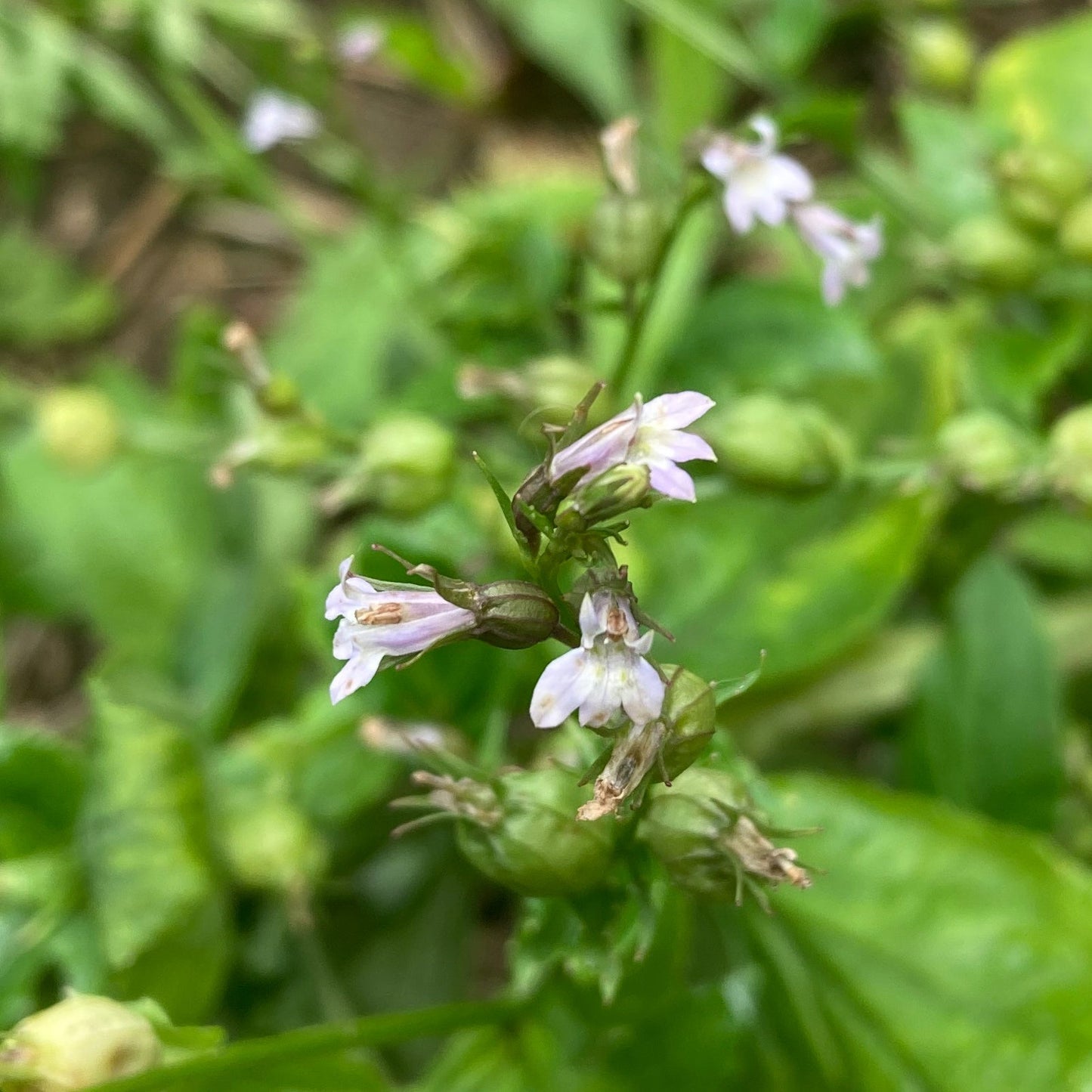 Lobelia, Official (Lobelia inflata)