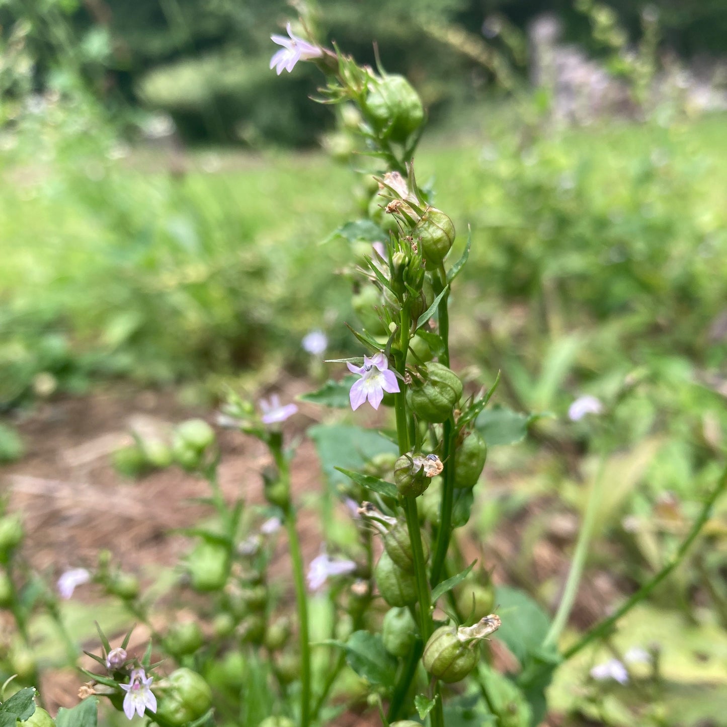 Lobelia, Official (Lobelia inflata)