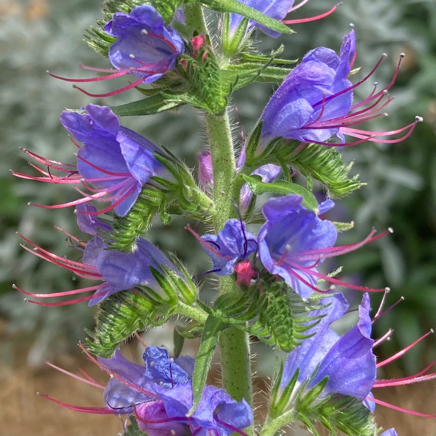 Viper's Bugloss (Echium vulgare)