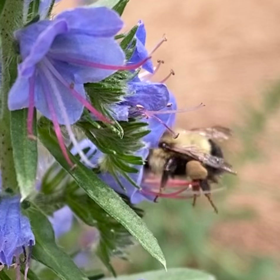 Viper's Bugloss (Echium vulgare)