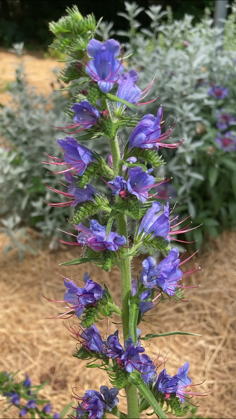 Viper's Bugloss (Echium vulgare)