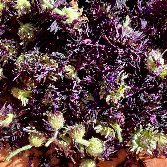 Purple Bachelor's Button
