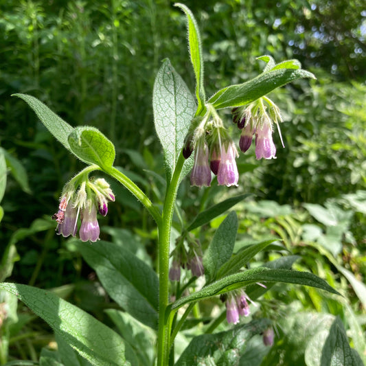 Comfrey, True (Symphytum officinale var. patens)